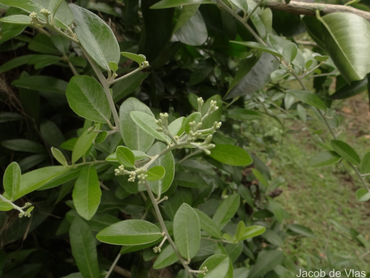 Tarlmounia elliptica (DC.) H.Rob., S.C.Keeley, Skvarla & R.Chan